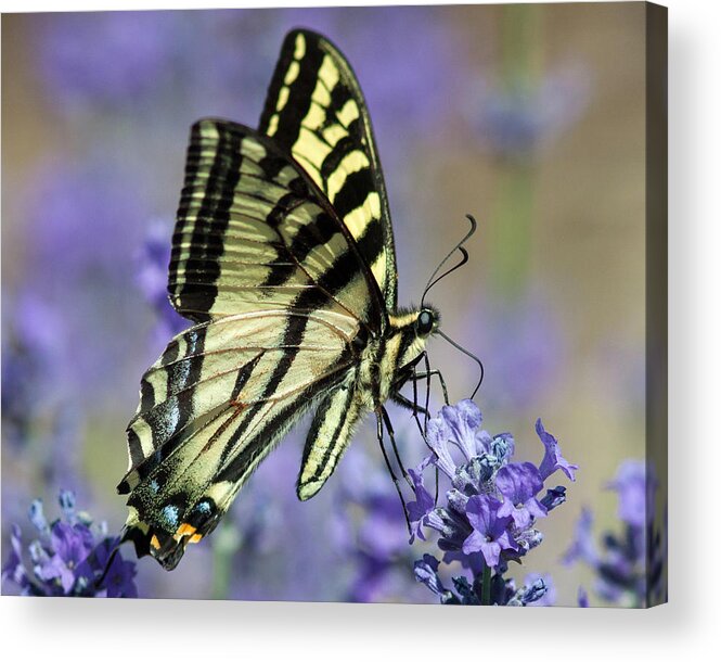 Butterfly Acrylic Print featuring the photograph Swallowtail Butterfly #1 by Jack Bell