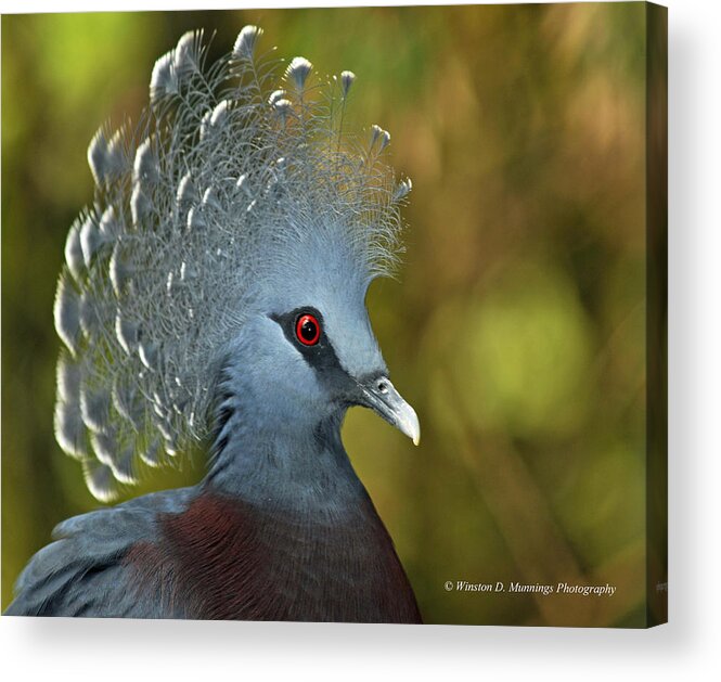 Victoria Crowned Pigeon Acrylic Print featuring the photograph Victoria Crowned Pigeon #2 by Winston D Munnings