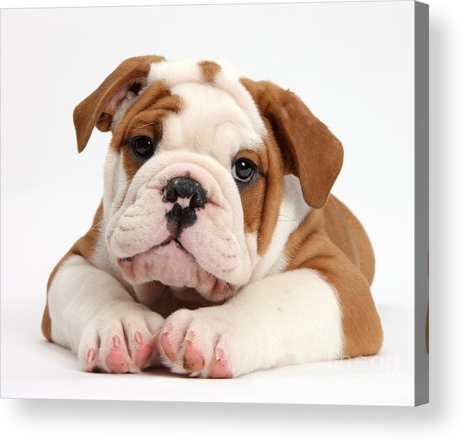 Nature Acrylic Print featuring the photograph Bulldog Puppy #13 by Mark Taylor