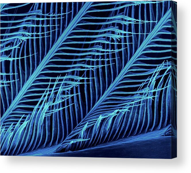 Feather Acrylic Print featuring the photograph Parrot (ara Ararauna) by Dennis Kunkel Microscopy/science Photo Library