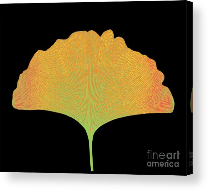 Radiograph Acrylic Print featuring the photograph X-ray Of Ginkgo Leaf #11 by Bert Myers