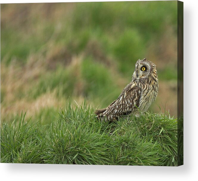 Short Acrylic Print featuring the photograph Short Eared Owl #14 by Paul Scoullar