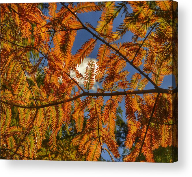 Autumn Acrylic Print featuring the photograph Autumn Leaves I by Kathi Isserman