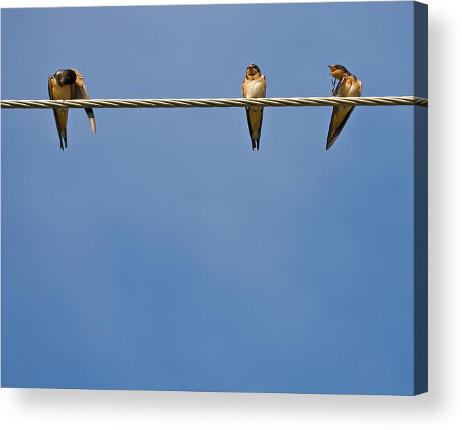 Three Birds Acrylic Print featuring the photograph Barn Swallows #2 by Melinda Fawver
