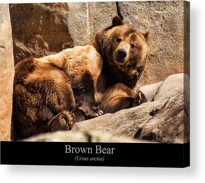 Class Room Posters Acrylic Print featuring the digital art Brown Bear #2 by Flees Photos