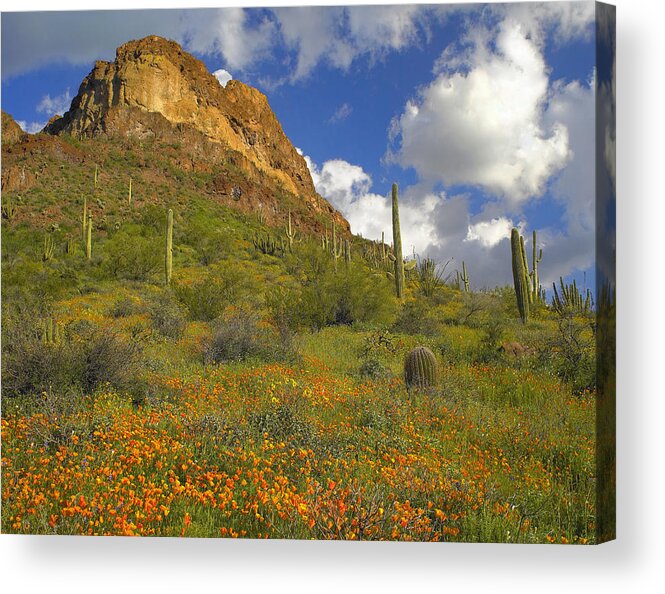 00176648 Acrylic Print featuring the photograph California Poppy And Saguaro #2 by Tim Fitzharris
