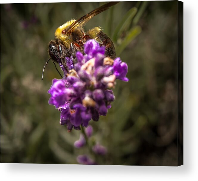 Flower Acrylic Print featuring the photograph Carpenter Bee on a Lavender Spike #2 by Ron Pate