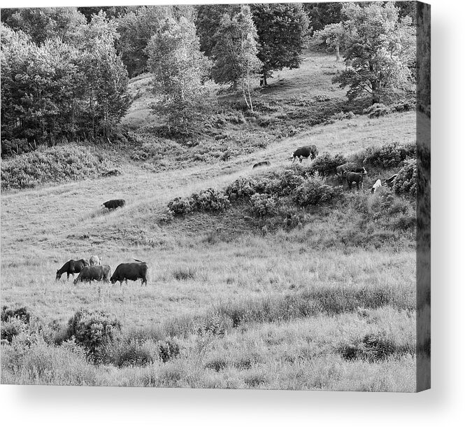 Cow Acrylic Print featuring the photograph Cows Grazing In Field Rockport Maine #2 by Keith Webber Jr