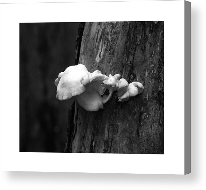 Natures Oddity's Acrylic Print featuring the photograph Fungi GLSPLA474 #2 by Gordon Sarti