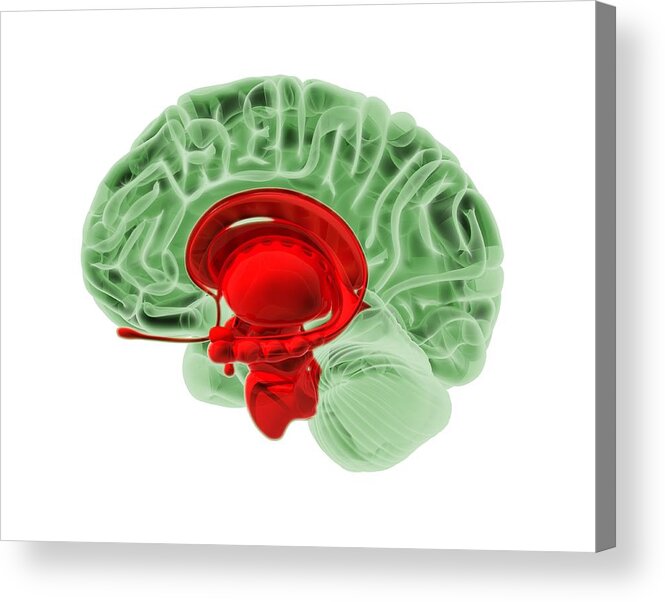 Amygdala Acrylic Print featuring the photograph Human brain, artwork #2 by Science Photo Library