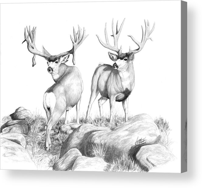 Mule Deer Acrylic Print featuring the drawing 2 Muley Bucks by Darcy Tate