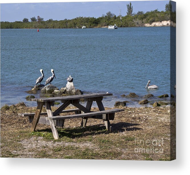 Pelicans Acrylic Print featuring the photograph Opening day for Snook Fishing at Sebastian Inlet in Florida #2 by Allan Hughes