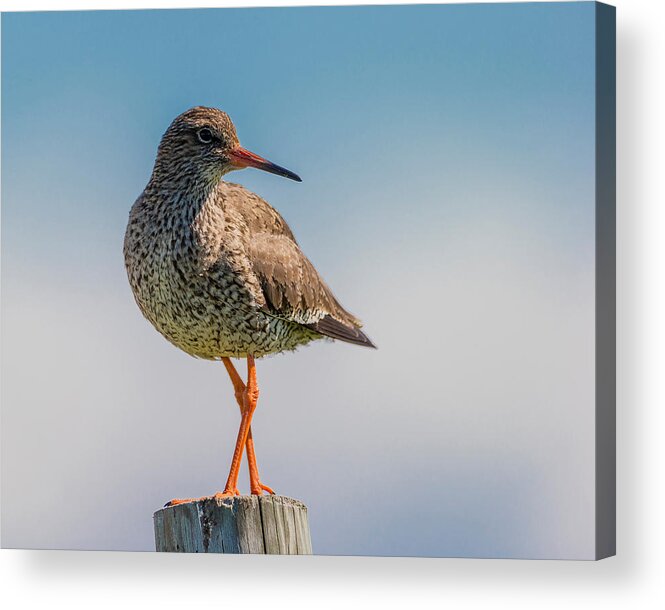 Photography Acrylic Print featuring the photograph Redshank Tringa Totanus, Flatey Island #2 by Panoramic Images