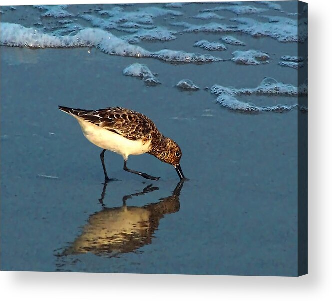 Sandpiper Acrylic Print featuring the photograph Reflection At Sunset #1 by Sandi OReilly