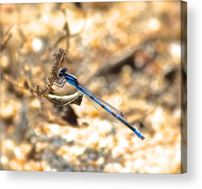 Dragonfly Acrylic Print featuring the photograph Resting #2 by Deena Withycombe