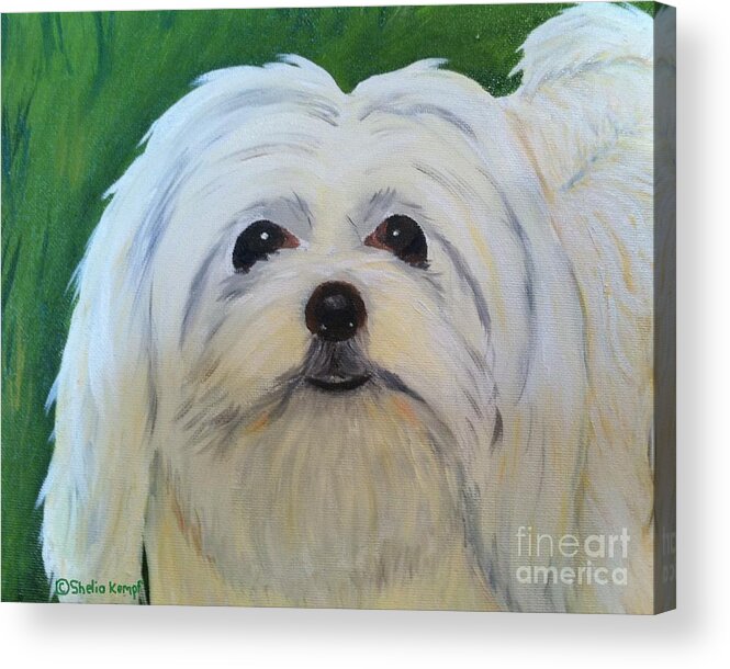 Pet Portraits Acrylic Print featuring the painting Snowball - Maltese Shih Tzu by Shelia Kempf