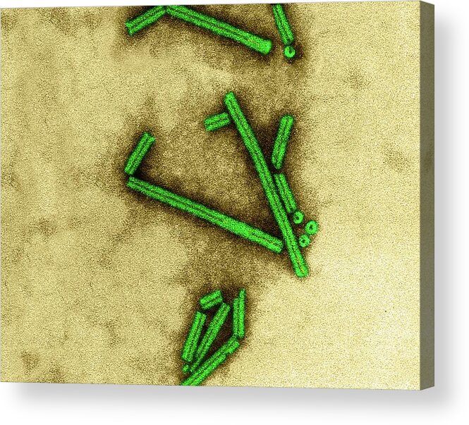 58420a Acrylic Print featuring the photograph Tobacco Mosaic Virus #2 by Dennis Kunkel Microscopy/science Photo Library