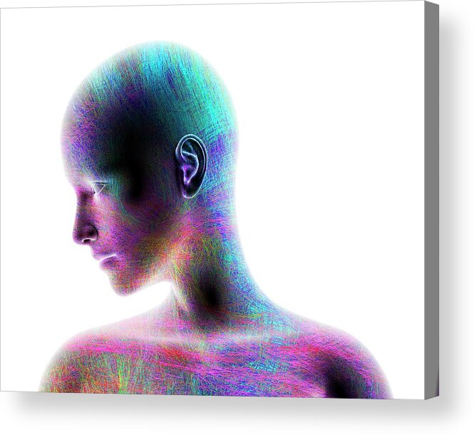 Artwork Acrylic Print featuring the photograph Female Head Showing A Network Of Lines by Alfred Pasieka/science Photo Library