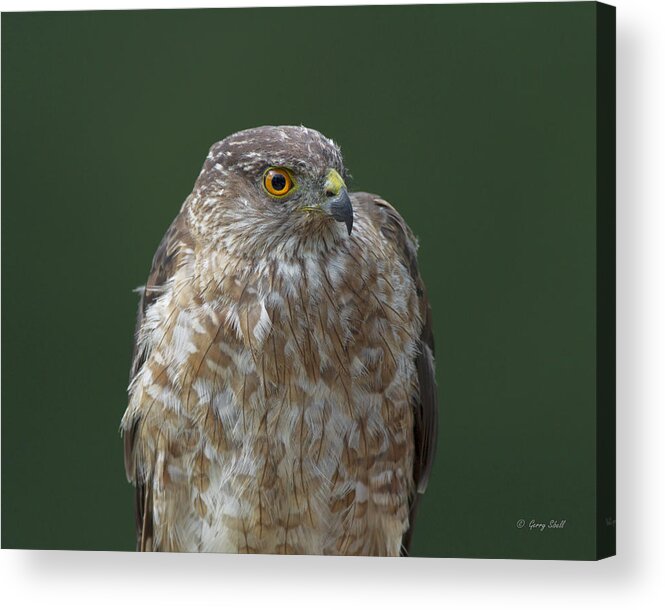 Nature Acrylic Print featuring the photograph My Best Side #3 by Gerry Sibell