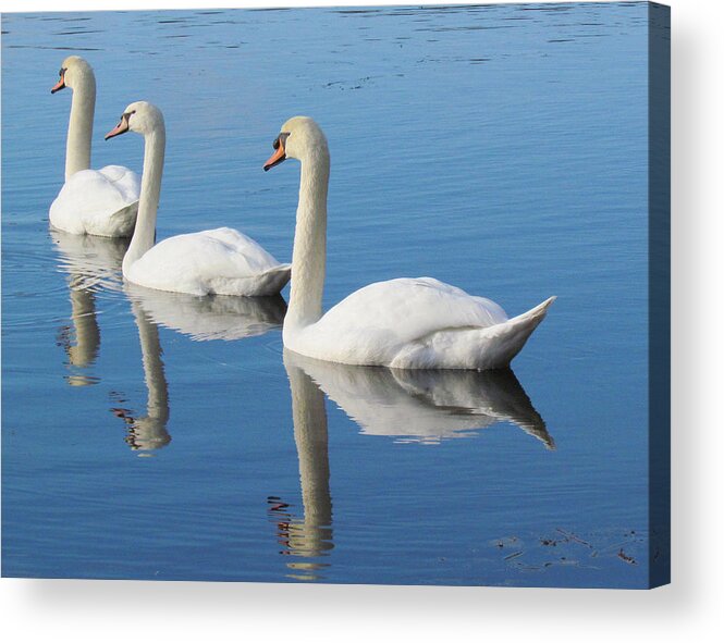 Swans Acrylic Print featuring the photograph 3 Swans A-Swimming by Lori Lafargue