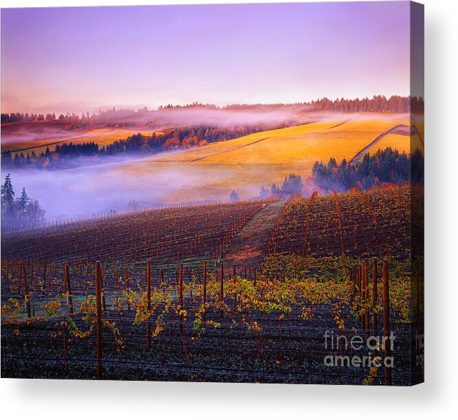 Alcohol Acrylic Print featuring the photograph In a vineyard #32 by Indian Summer