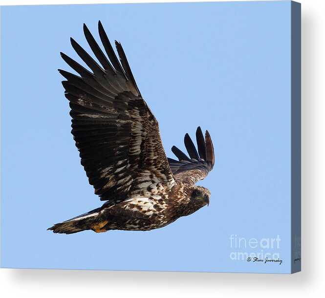 Bald Eagles Acrylic Print featuring the photograph Immature Bald Eagle #33 by Steve Javorsky