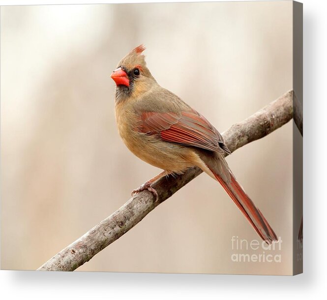 Nature Acrylic Print featuring the photograph Northern Cardinal #369 by Jack R Brock