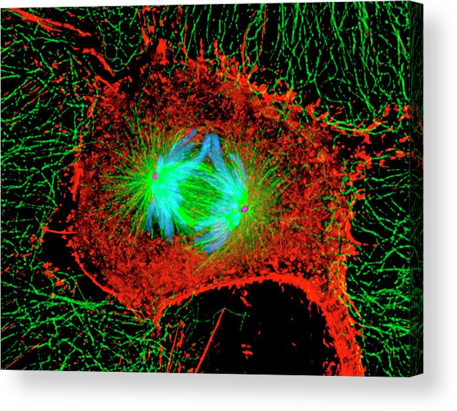 Magnified Image Acrylic Print featuring the photograph Mitosis Cell Division by Dr Alexey Khodjakov/science Photo Library