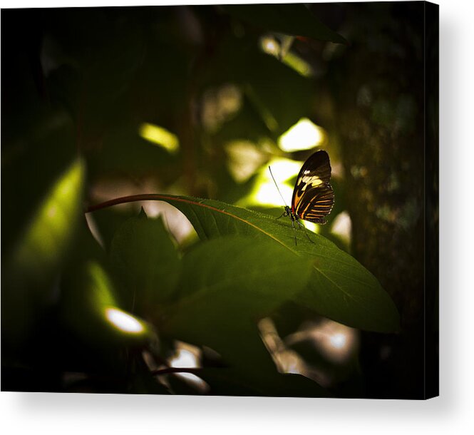 Butterfly Acrylic Print featuring the photograph Butterfly #14 by Bradley R Youngberg