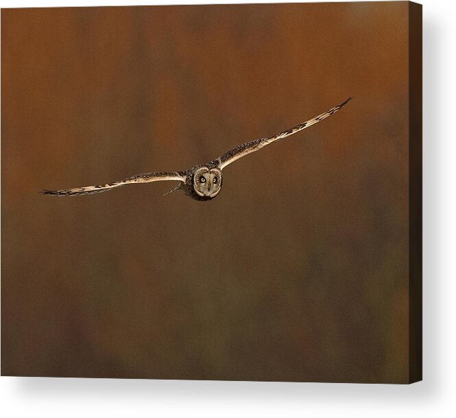 Shorteared Acrylic Print featuring the photograph Short Eared Owl #6 by Paul Scoullar