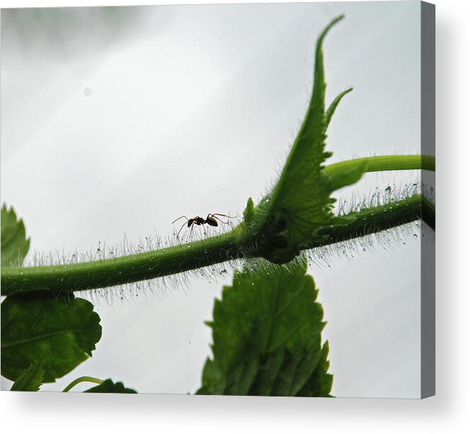 Insect Acrylic Print featuring the photograph A Bugs Life by Gopan G Nair