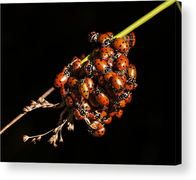 Photography Acrylic Print featuring the photograph A Bunch of Ladybugs by Lee Kirchhevel
