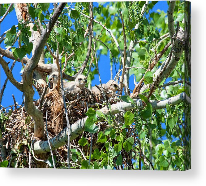 Hawk Chick Photograph Acrylic Print featuring the photograph A Fowl Foursome by Jim Garrison
