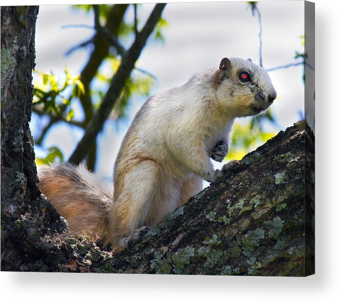 Fox Acrylic Print featuring the photograph A Fox Squirrel Pauses by Betsy Knapp