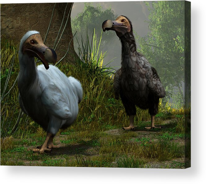 Dodo Acrylic Print featuring the digital art A Pair of Dodos by Daniel Eskridge