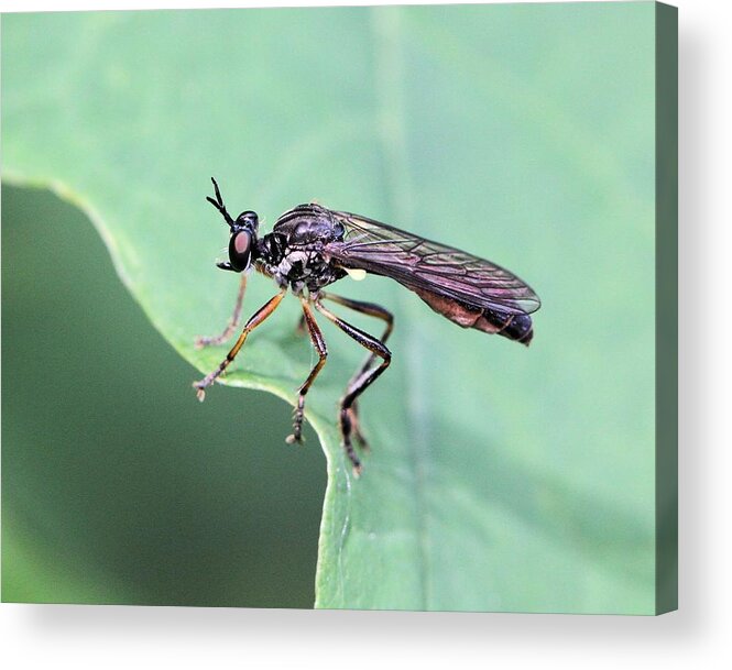 Dioctria Hyalipennis Acrylic Print featuring the photograph A Robber Fly with a Smile by Doris Potter