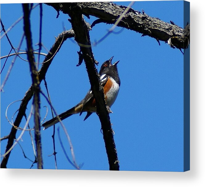 Birds Acrylic Print featuring the photograph A Spotted Towhee mid-Song by Ben Upham III