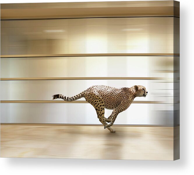 Out Of Context Acrylic Print featuring the photograph A Sprinting Cheetah Speeds Through An by John Lund