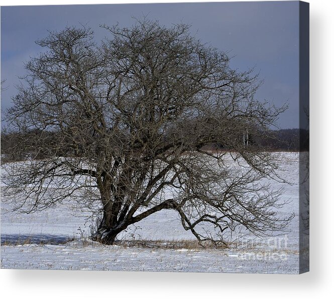 Tucker County Wv Acrylic Print featuring the photograph A Tree in Canaan 2 by Randy Bodkins