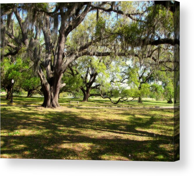 A Walk In The Park Acrylic Print featuring the photograph A Walk In The Park by Beth Vincent