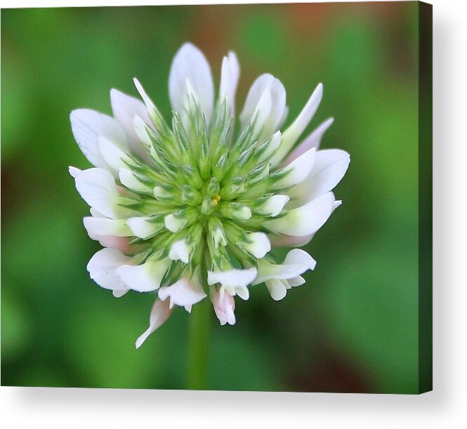 Weed Photographs Acrylic Print featuring the photograph A Weed by Ester McGuire