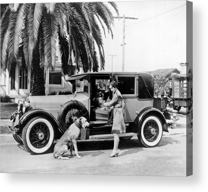 1920's Acrylic Print featuring the photograph Actress And Dogs Go On Trip by Underwood Archives