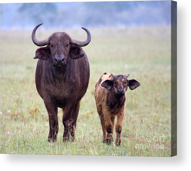 Buffalo Acrylic Print featuring the photograph African Buffalo and Calf by Chris Scroggins