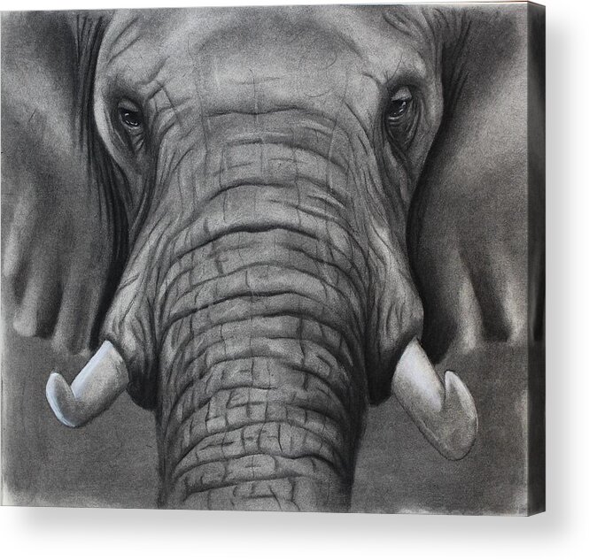 African Elephant Acrylic Print featuring the drawing African Elephant by Alan Conder