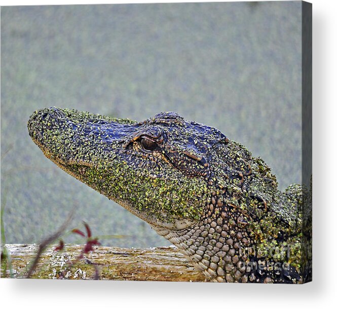 Alligator Acrylic Print featuring the photograph Algae Gator by Al Powell Photography USA
