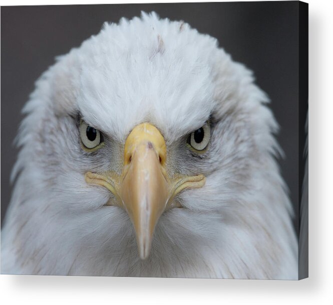Animal Themes Acrylic Print featuring the photograph American Bald Eagle by Photo By Wayne Bierbaum; Annapolis, Maryland