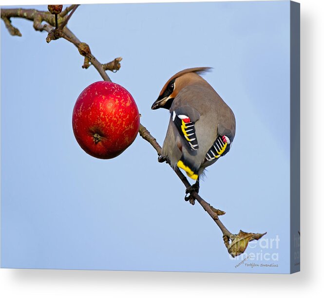 Waxwing Acrylic Print featuring the photograph An apple a day... by Torbjorn Swenelius