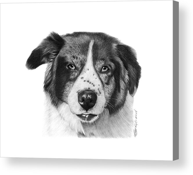 Dog Acrylic Print featuring the photograph Andy - 032 by Abbey Noelle