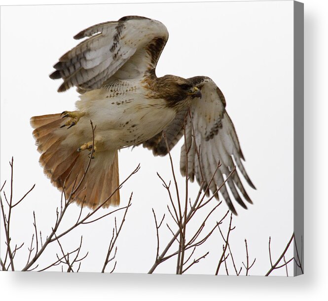 Red-tailed Hawk Acrylic Print featuring the photograph Angel Wings by Eric Mace