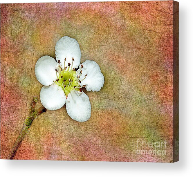Apple Acrylic Print featuring the photograph Apple Blossom Time by Judi Bagwell